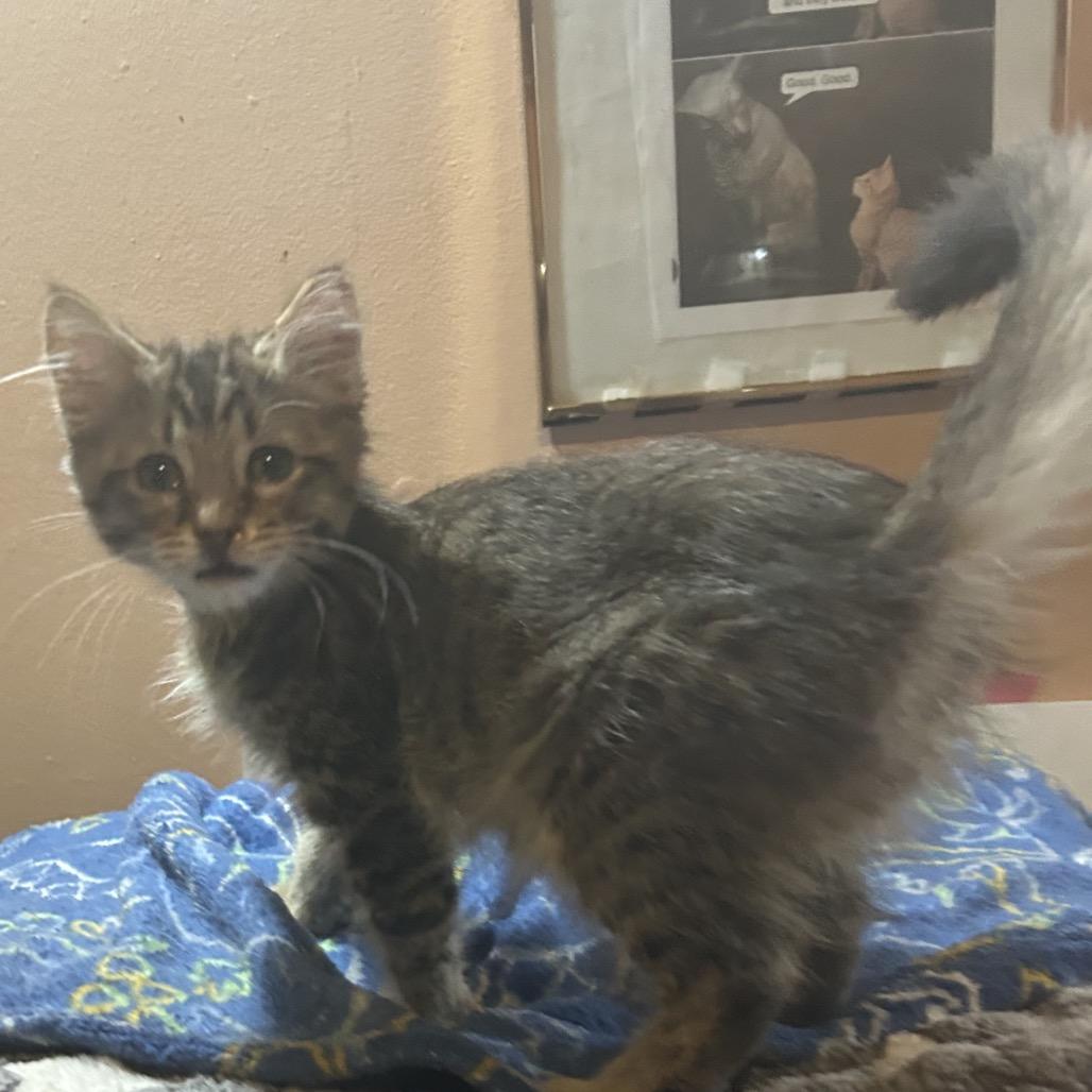 Dolly, a Adoptable Domestic Short Hair in Veneta, OR image 1/3