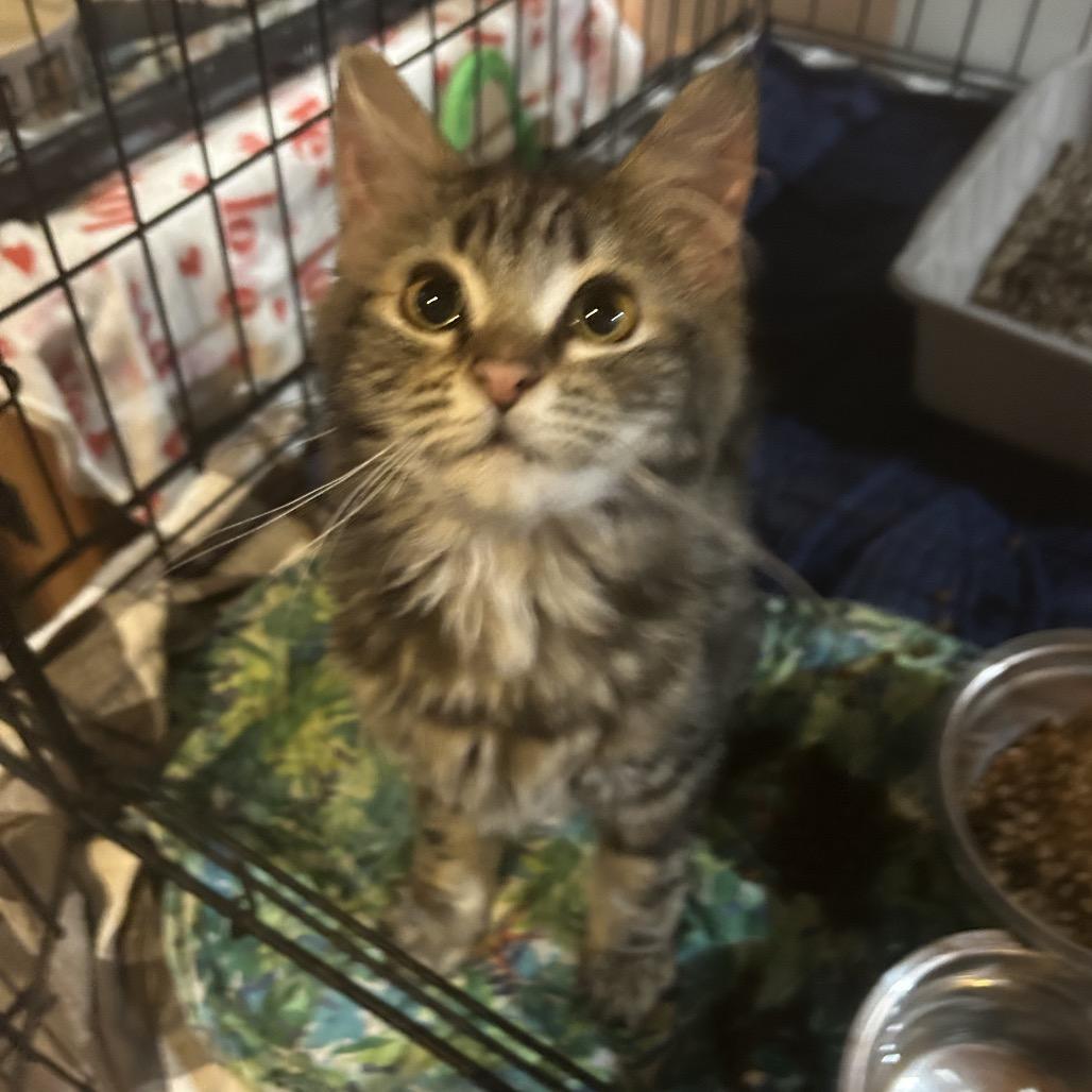 Dolly, a Adoptable Domestic Short Hair in Veneta, OR image 2/3