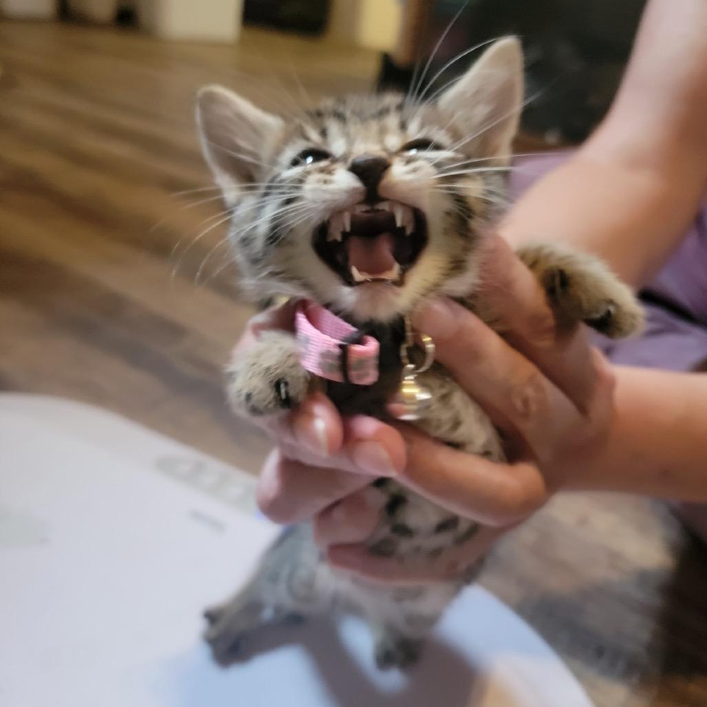 Dolly, a Adoptable Domestic Short Hair in Veneta, OR image 3/3