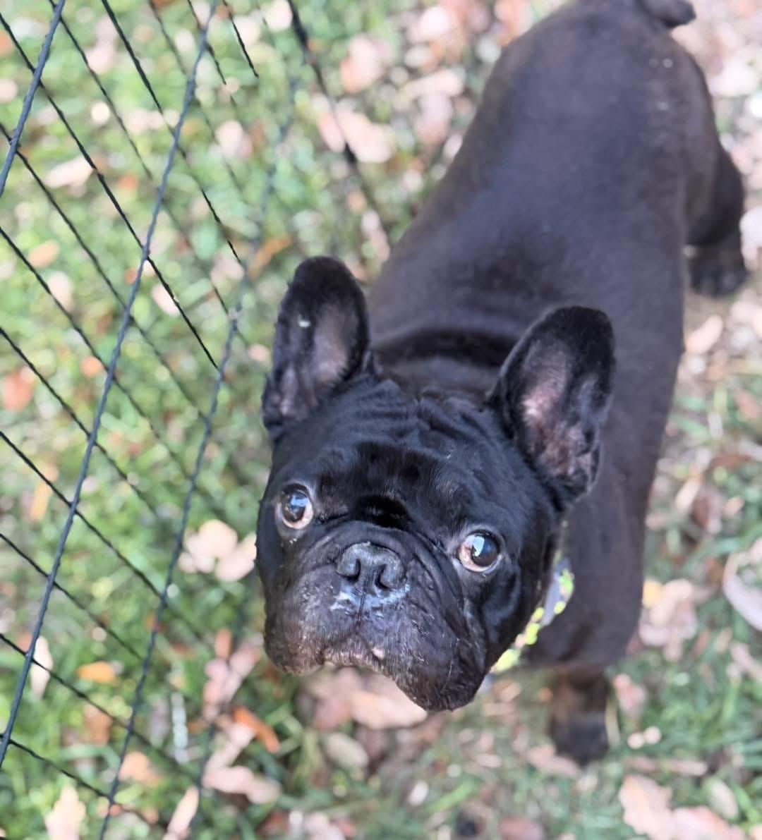 Bubbles, ADOPTABLE, Young Male French Bulldog.