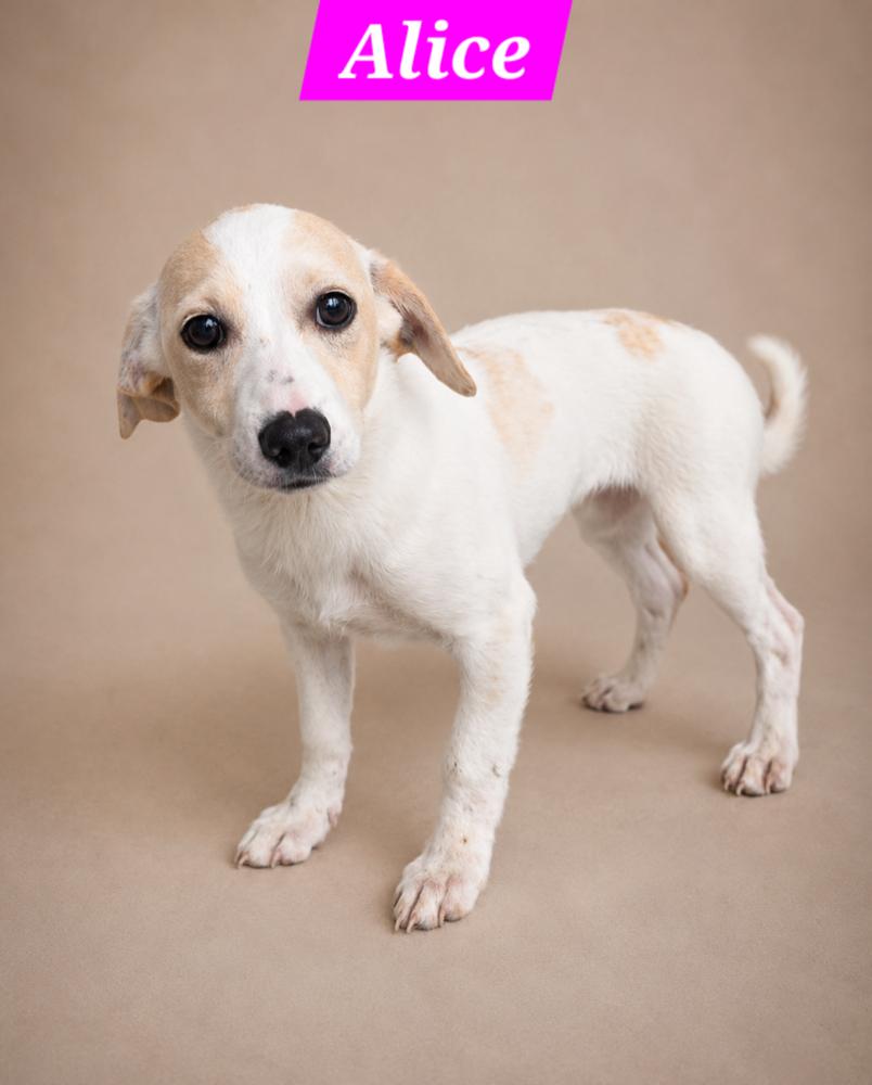 Brady Bunch - Alice, Adoptable, Puppy Female Dachshund & Cattle Dog.