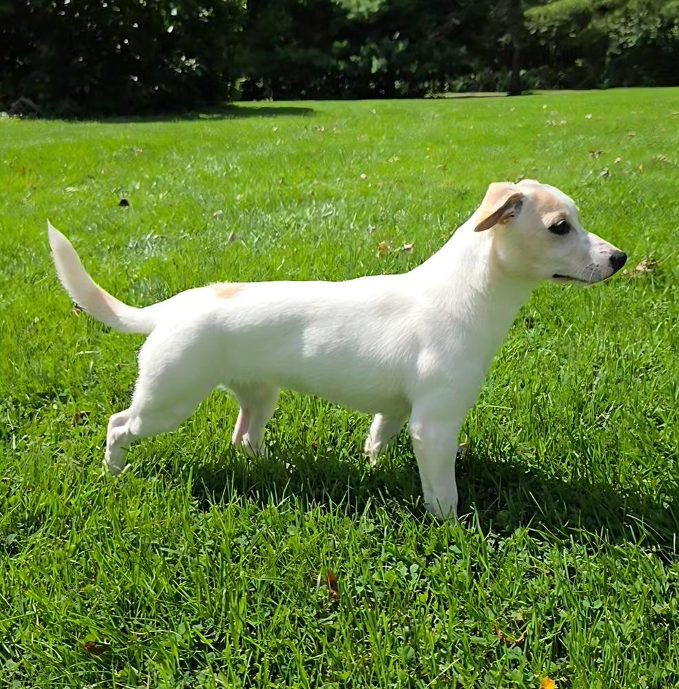 Enlarge Alice, a Adoptable mixed breed in Oakland, MI image 2/6