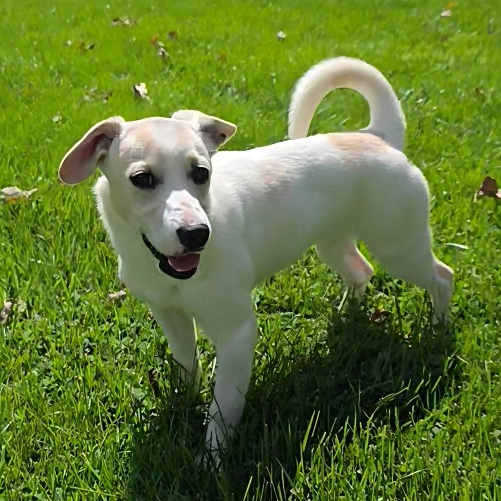 Enlarge Alice, a Adoptable mixed breed in Oakland, MI image 3/6