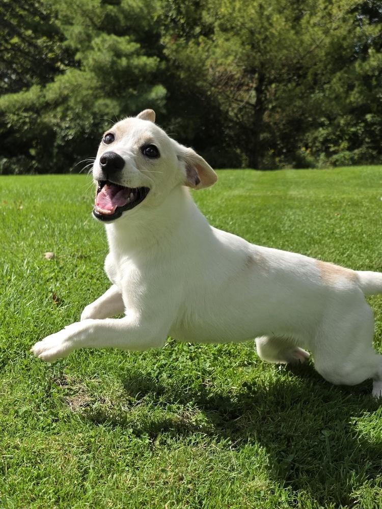 Enlarge Alice, a Adoptable mixed breed in Oakland, MI image 5/6