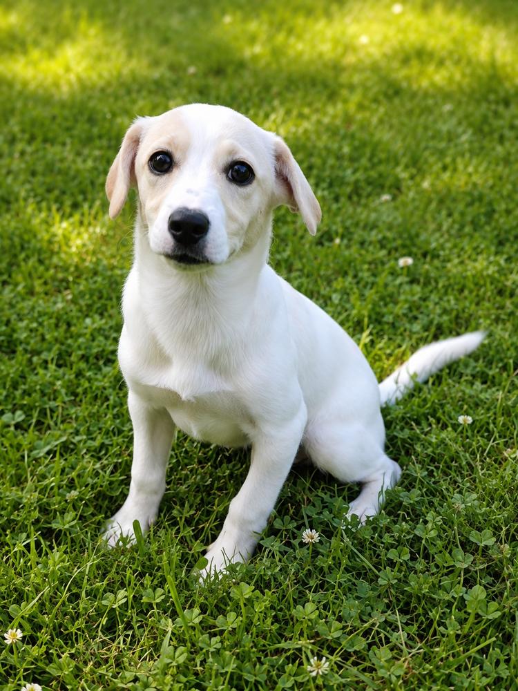 Brady Bunch - Alice, a Adoptable mixed breed in Oakland, MI image 4/4