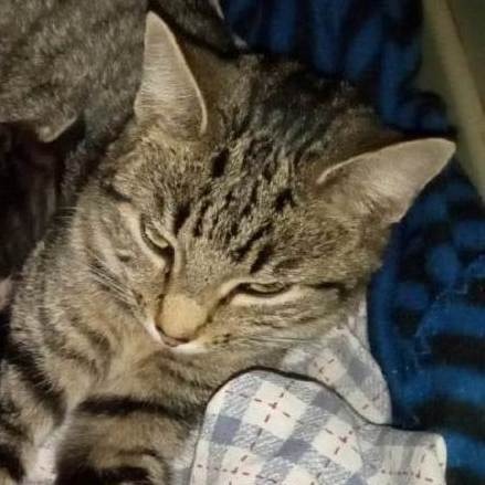 Momma Mia, a Adoptable Tabby in Marion, NC image 1/2