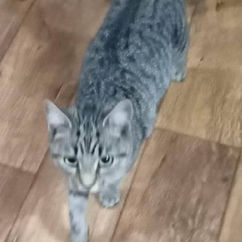 Momma Mia, a Adoptable Tabby in Marion, NC image 2/2