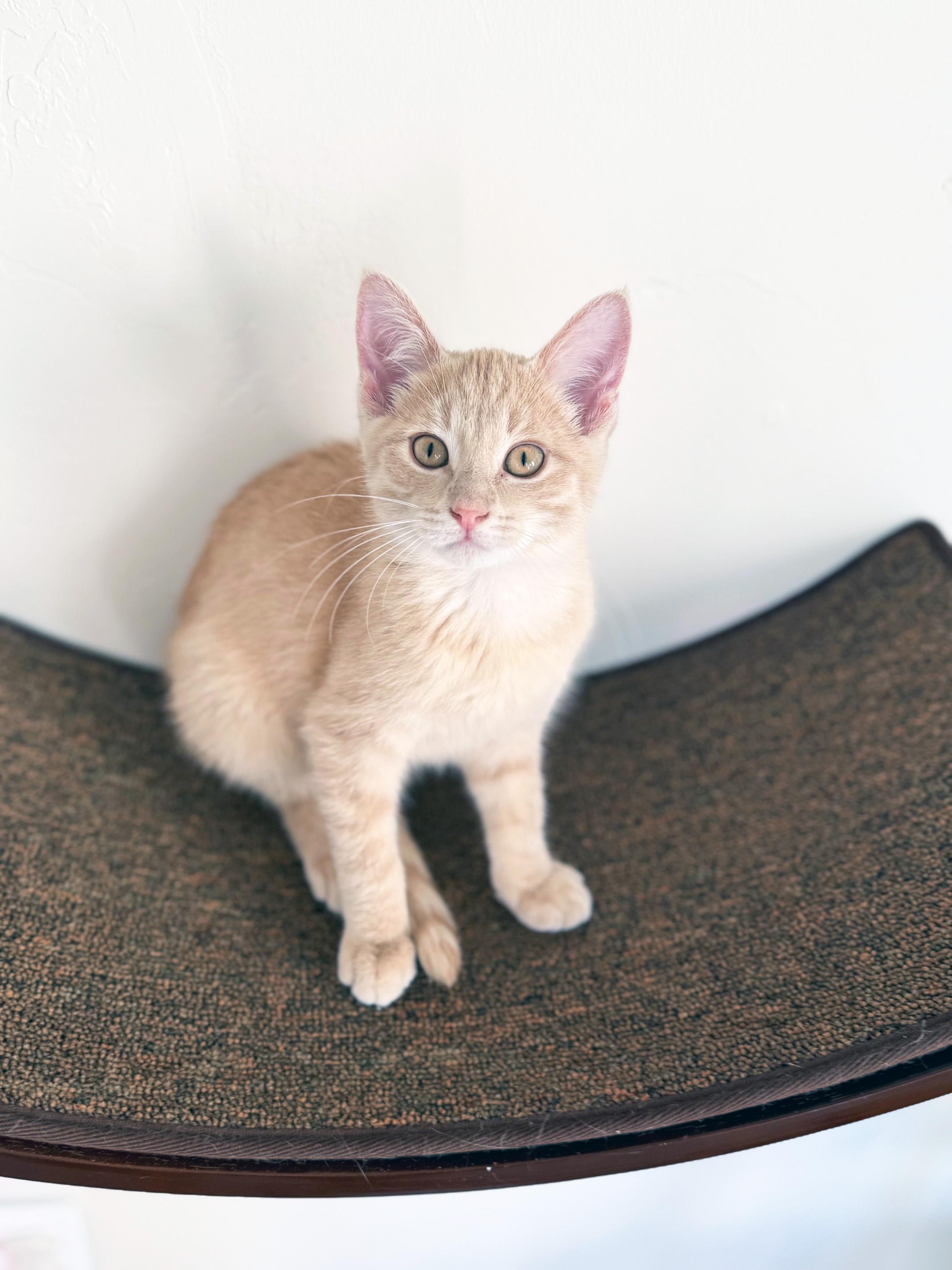 Paddington - LOVING little buff tabby baby!, a Adopted Tabby in Neenah, WI image 2/5