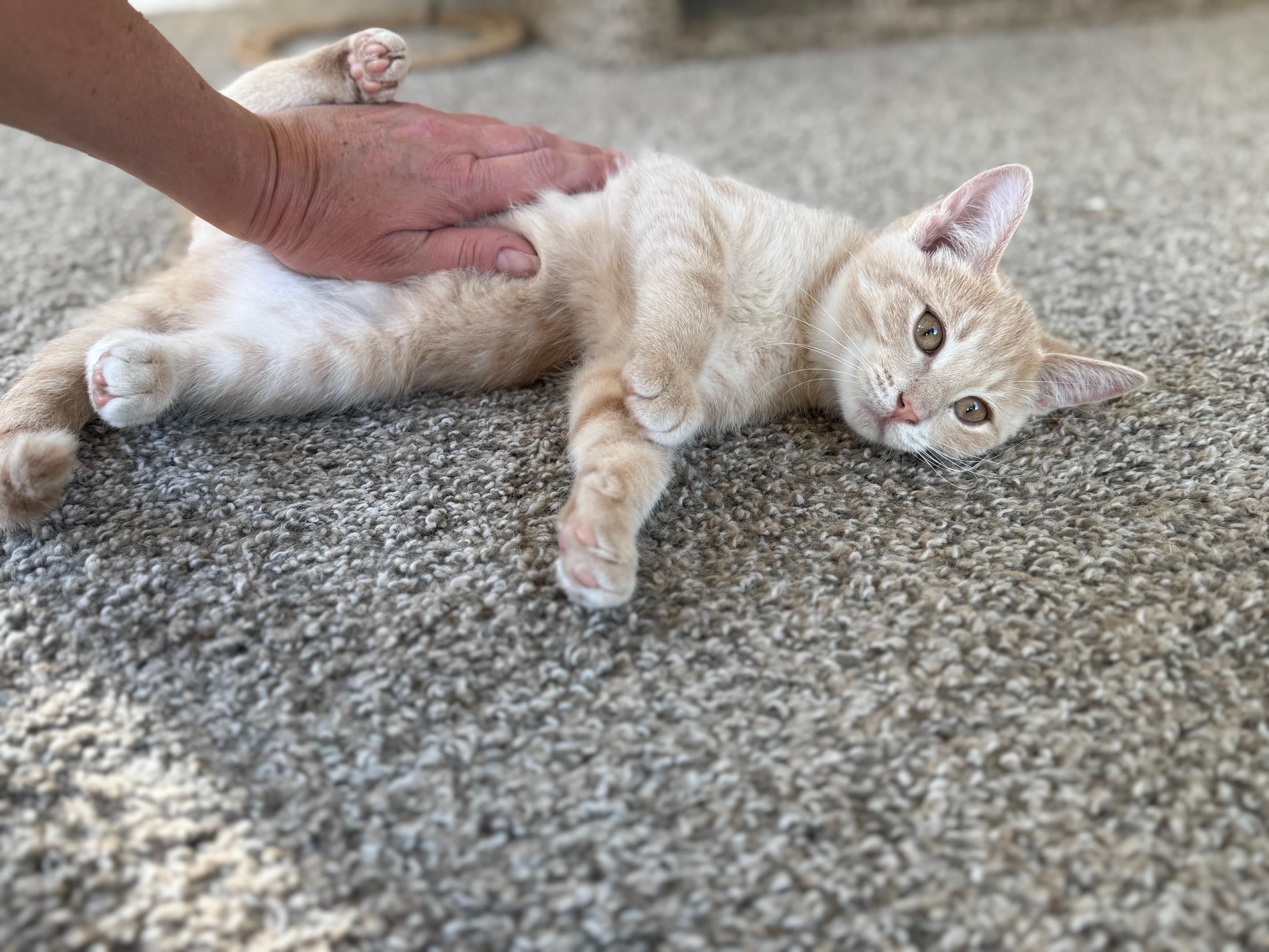 Paddington - LOVING little buff tabby baby!, a Adopted Tabby in Neenah, WI image 3/5
