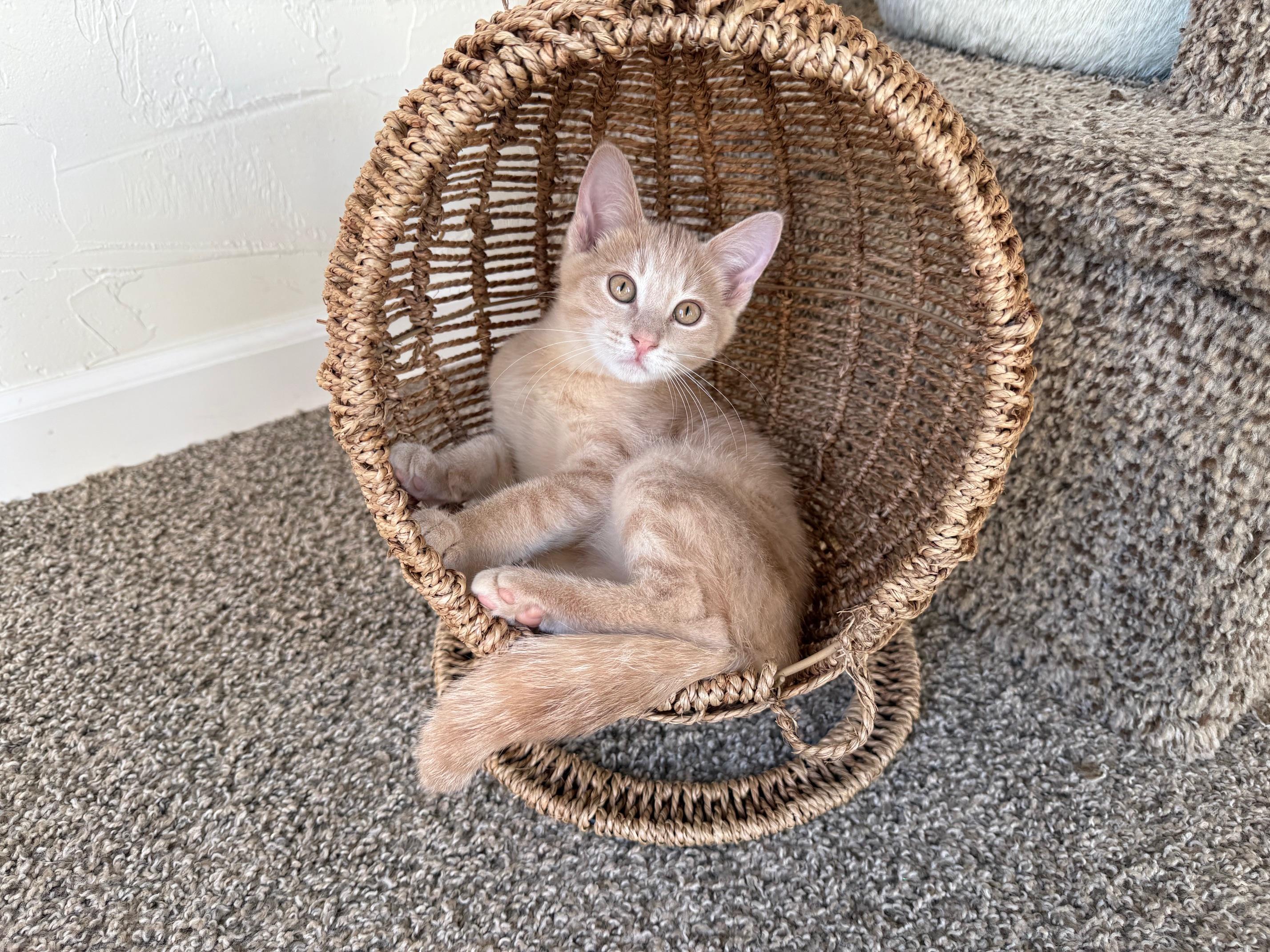 Paddington - LOVING little buff tabby baby!, a Adopted Tabby in Neenah, WI image 4/5