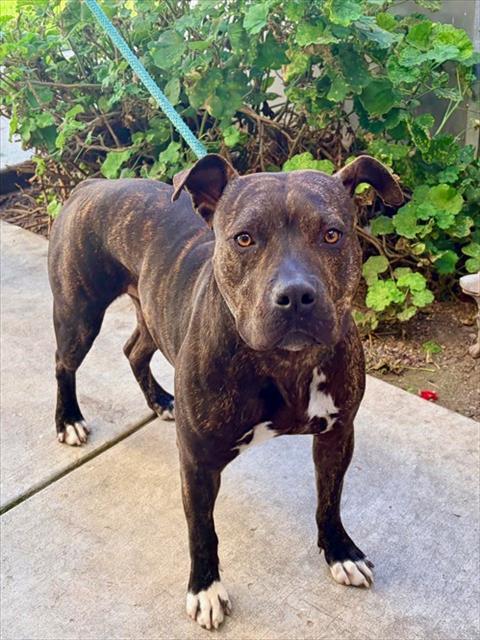 PEARL, Adoptable, Young Female Pit Bull Terrier.