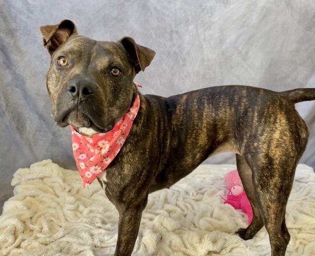 PEARL, Adoptable, Young Female Pit Bull Terrier.