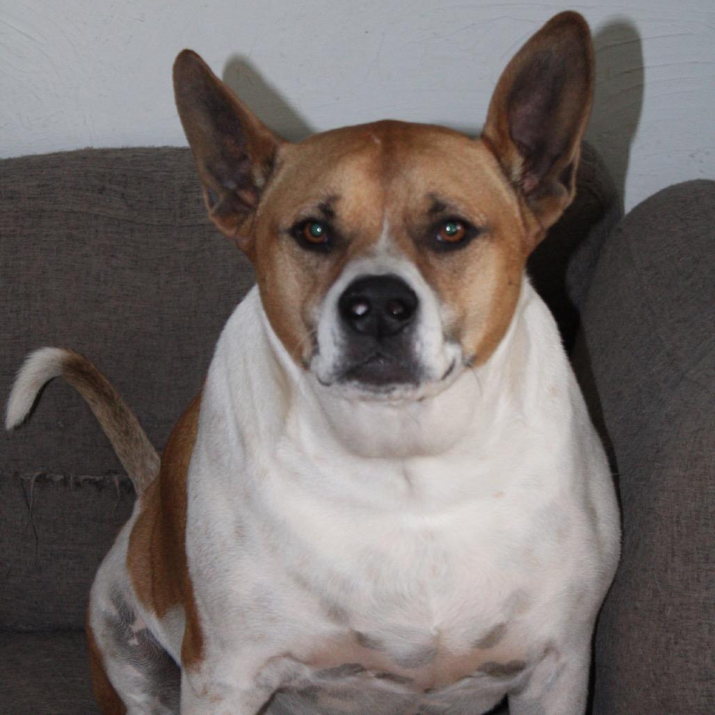 Enlarge Leo, a Adoptable mixed breed in Dallas, TX image 3/6