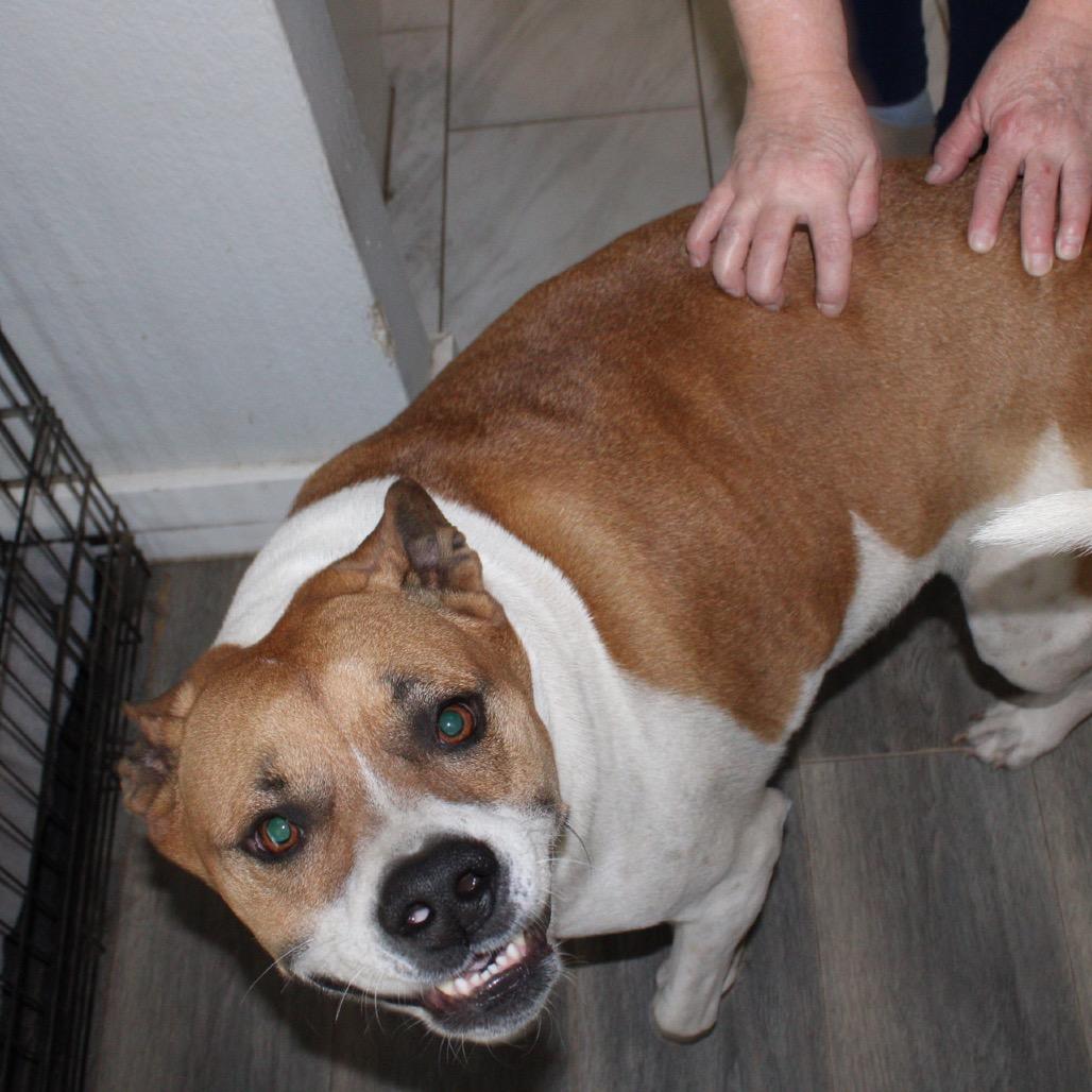 Enlarge Leo, a Adoptable mixed breed in Dallas, TX image 4/6