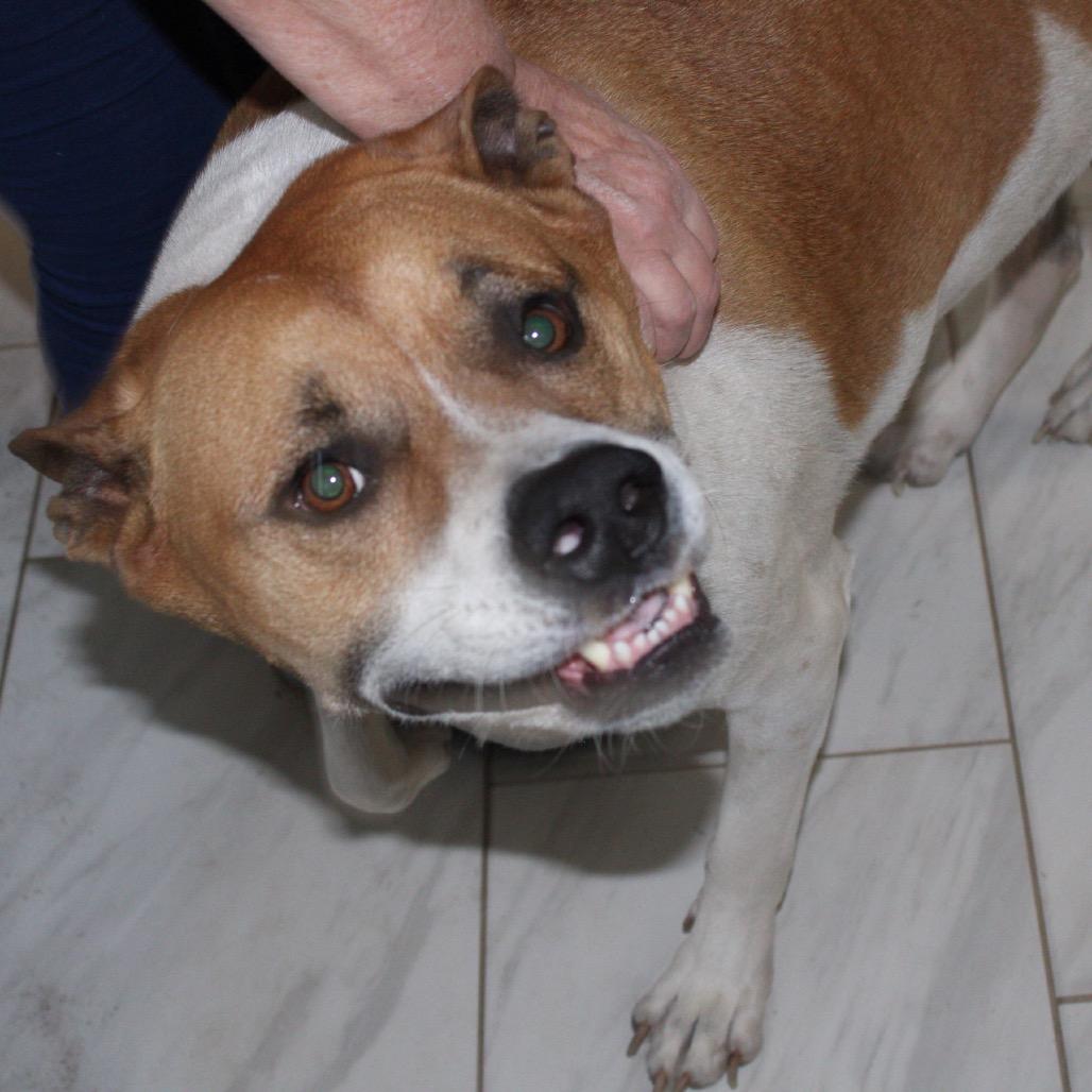 Enlarge Leo, a Adoptable mixed breed in Dallas, TX image 5/6