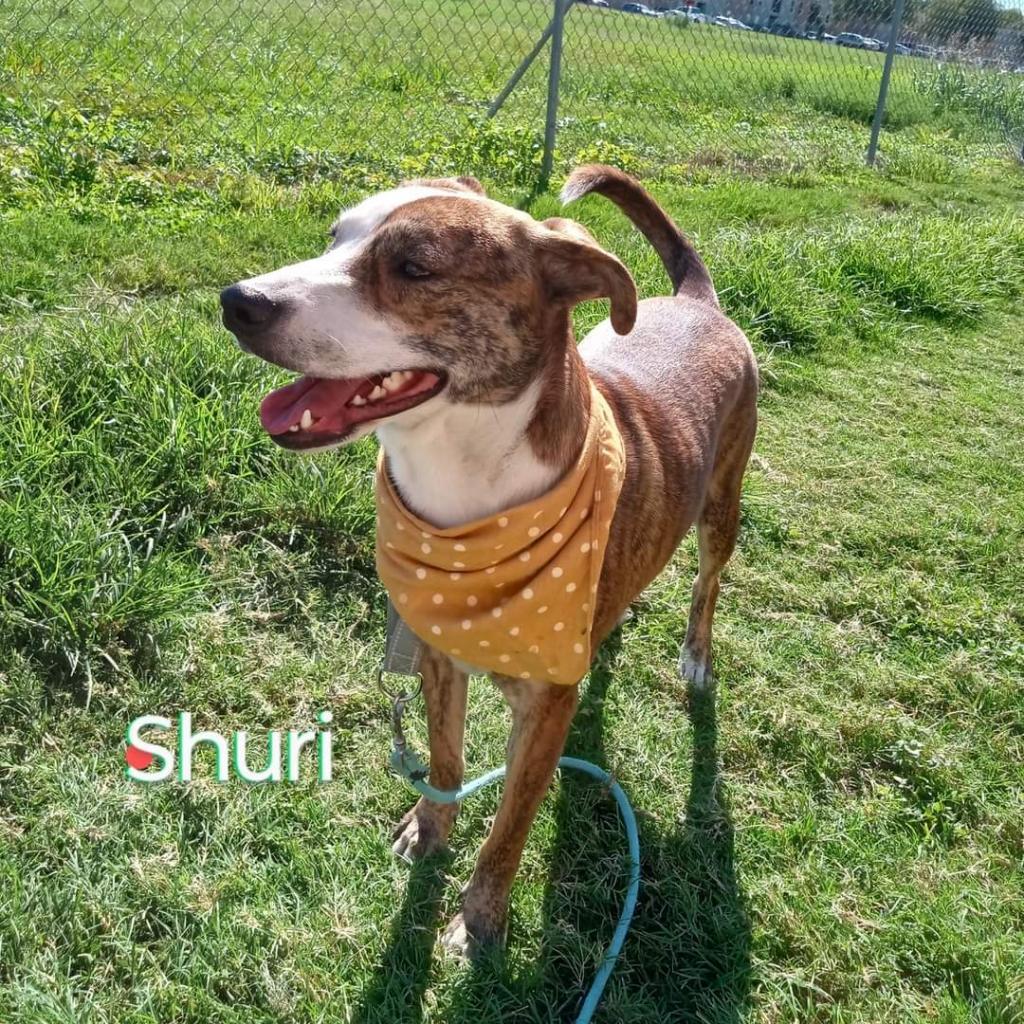 Enlarge Shuri, a Adoptable Mixed Breed in Houston, TX image 1/5