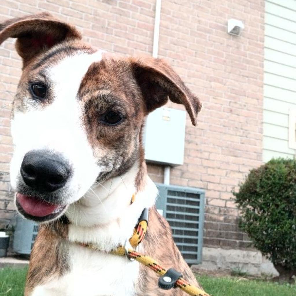 Enlarge Shuri, a Adoptable Mixed Breed in Houston, TX image 2/5