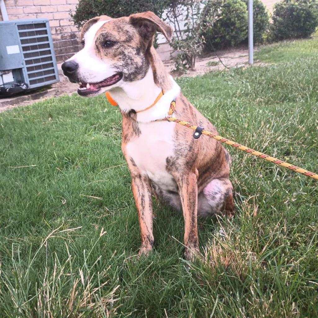 Enlarge Shuri, a Adoptable Mixed Breed in Houston, TX image 3/5