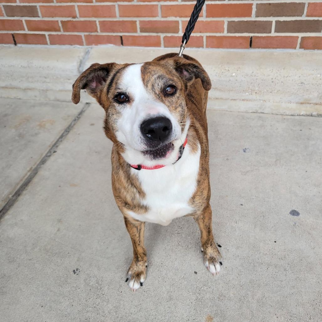 Enlarge Shuri, a Adoptable Mixed Breed in Houston, TX image 4/6