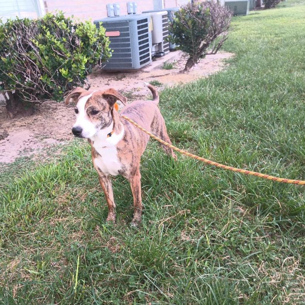 Enlarge Shuri, a Adoptable Mixed Breed in Houston, TX image 4/5