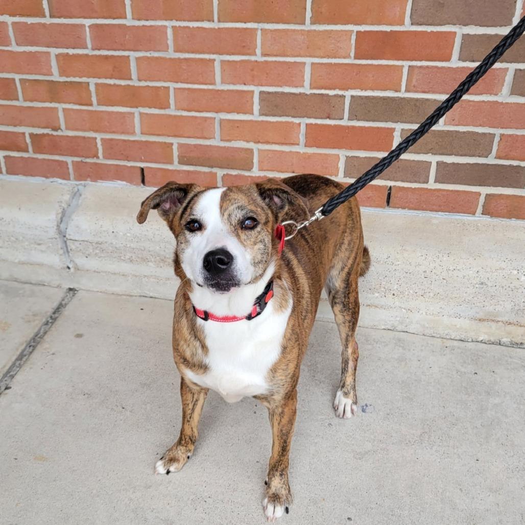 Shuri, a Adoptable Mixed Breed in Houston, TX image 5/6