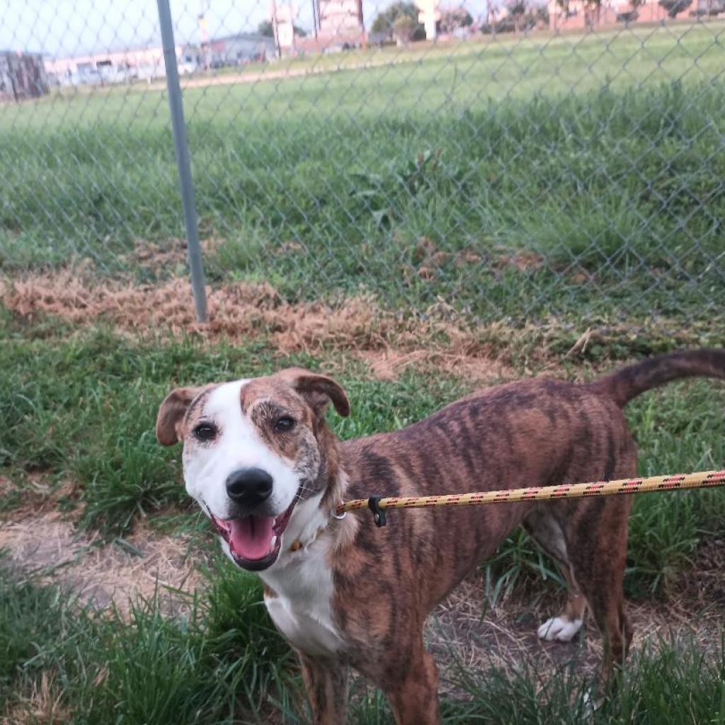 Enlarge Shuri, a Adoptable Mixed Breed in Houston, TX image 5/5