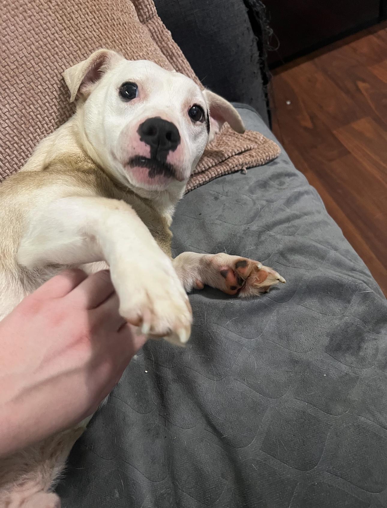 Olaf! Gentle Boy! thumbnail 3