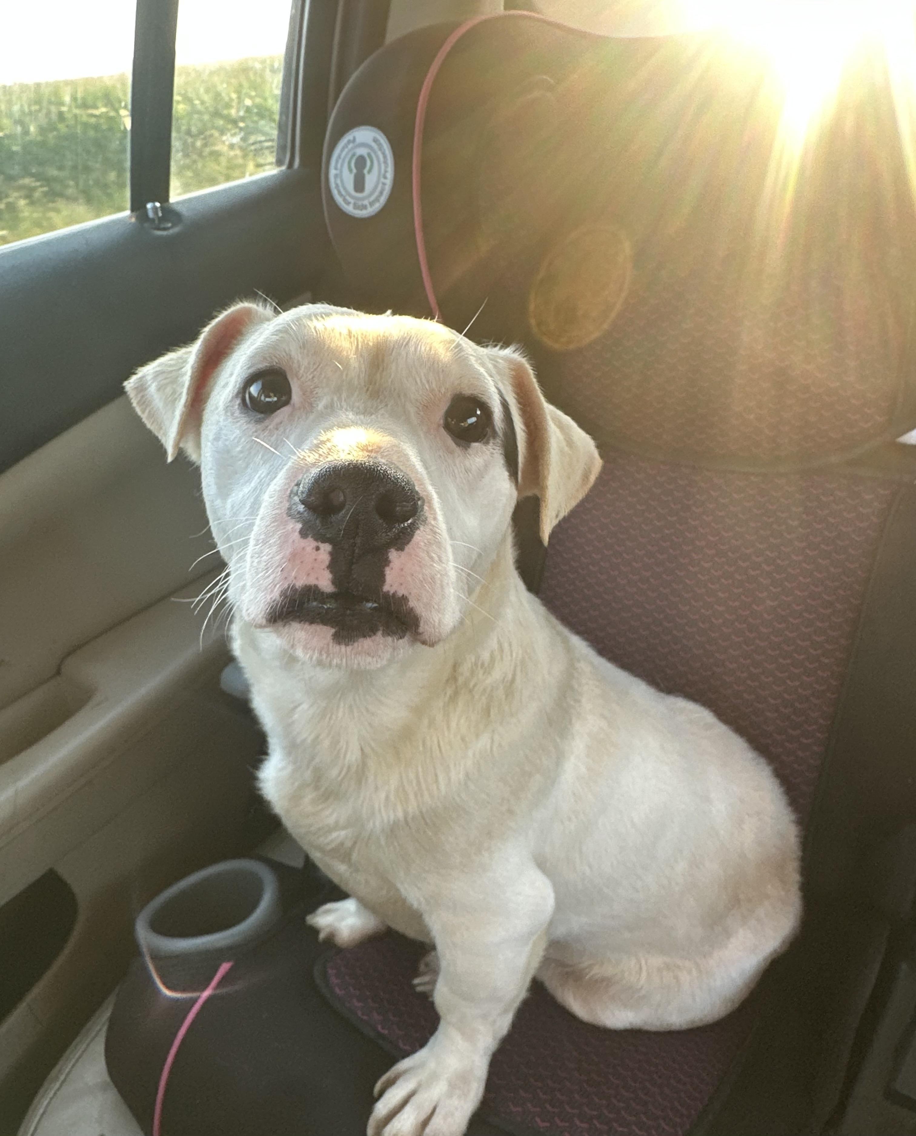 Olaf! Gentle Boy! thumbnail 4