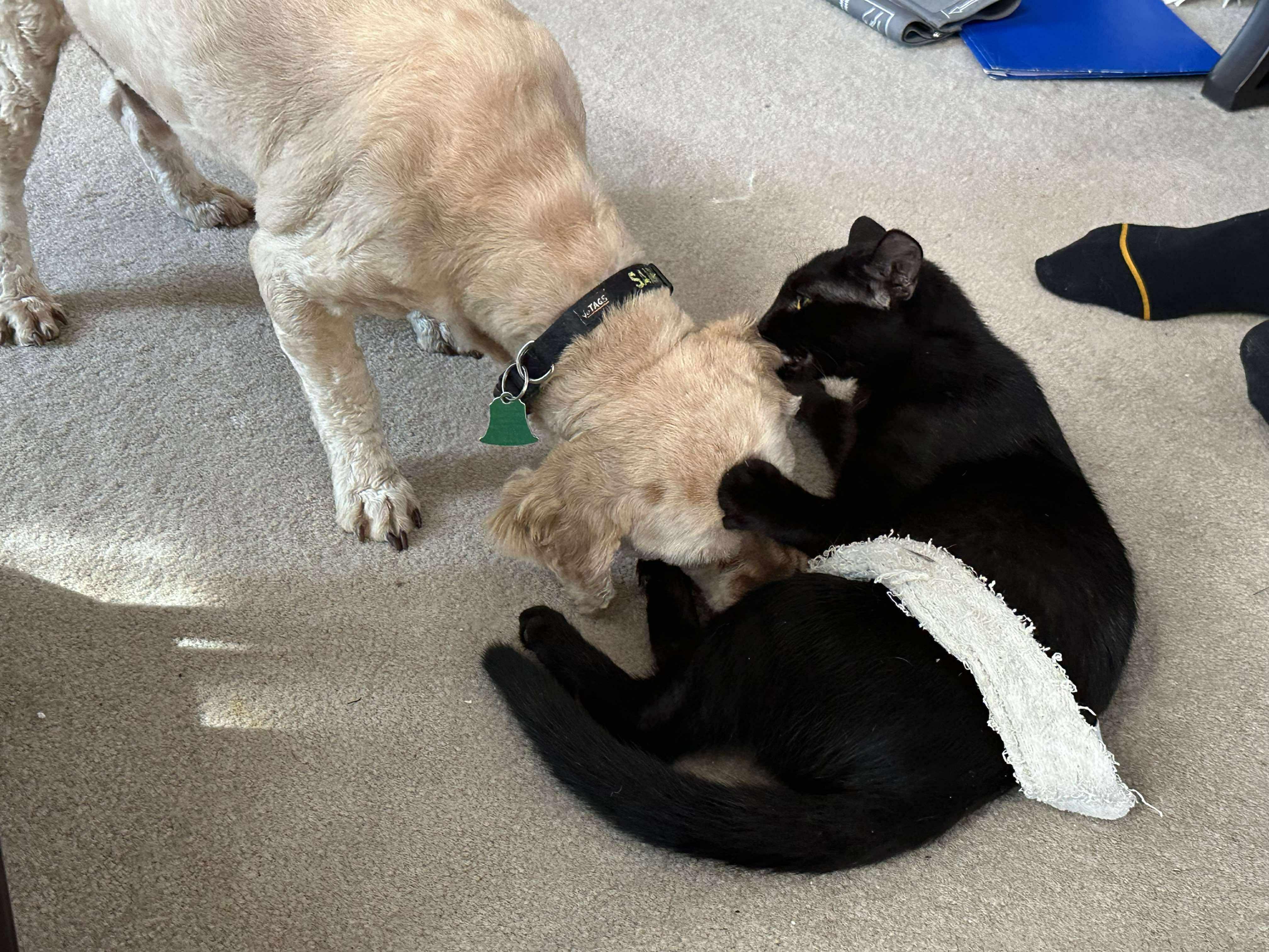 Enlarge Blink, a Adoptable Domestic Short Hair in Longview, TX image 2/6