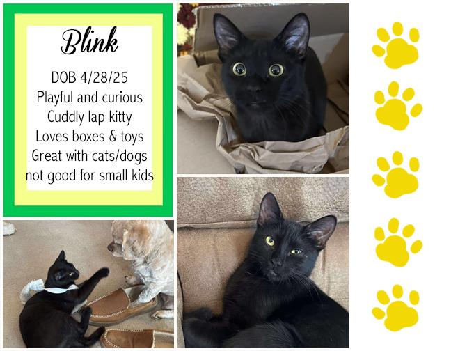 Blink, Adoptable, Young Female Domestic Short Hair.