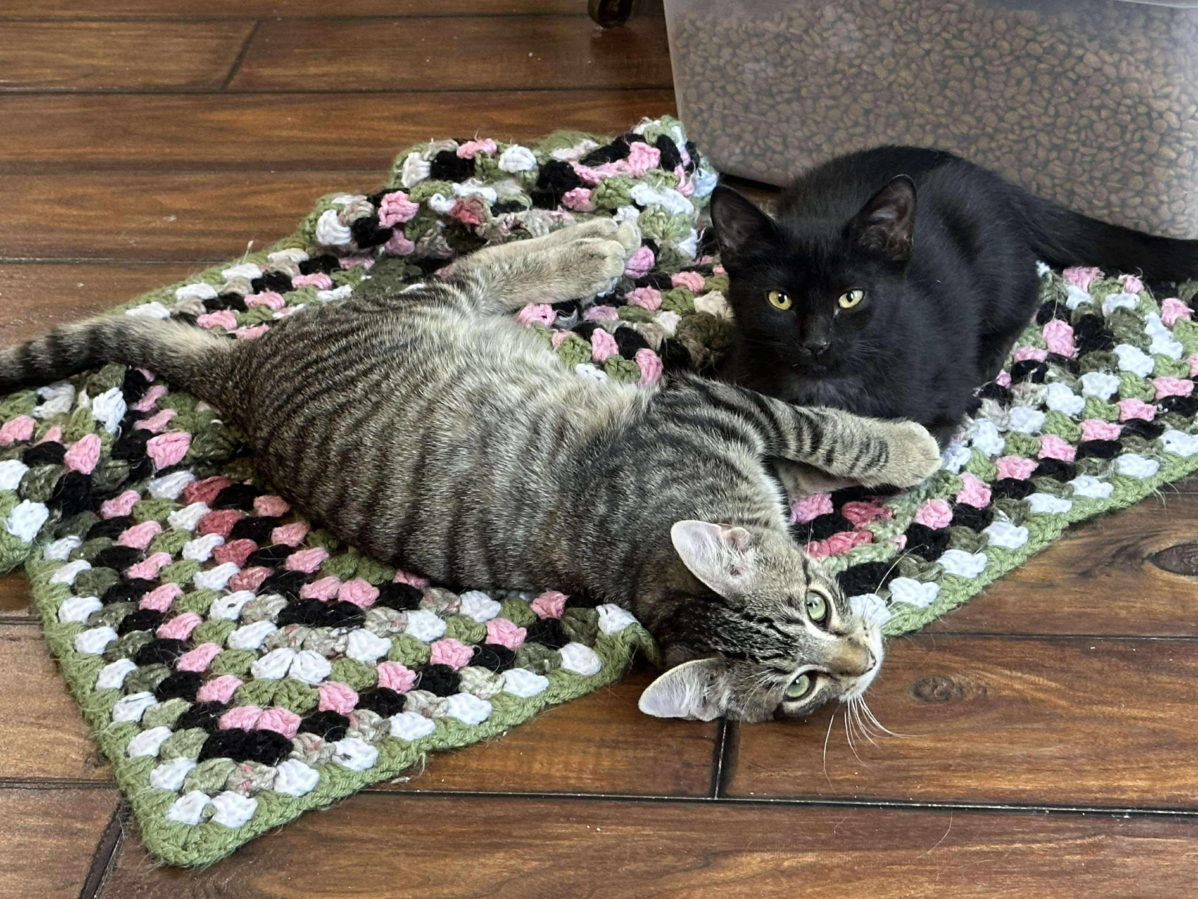 Enlarge Blink, a Adoptable Domestic Short Hair in Longview, TX image 5/6