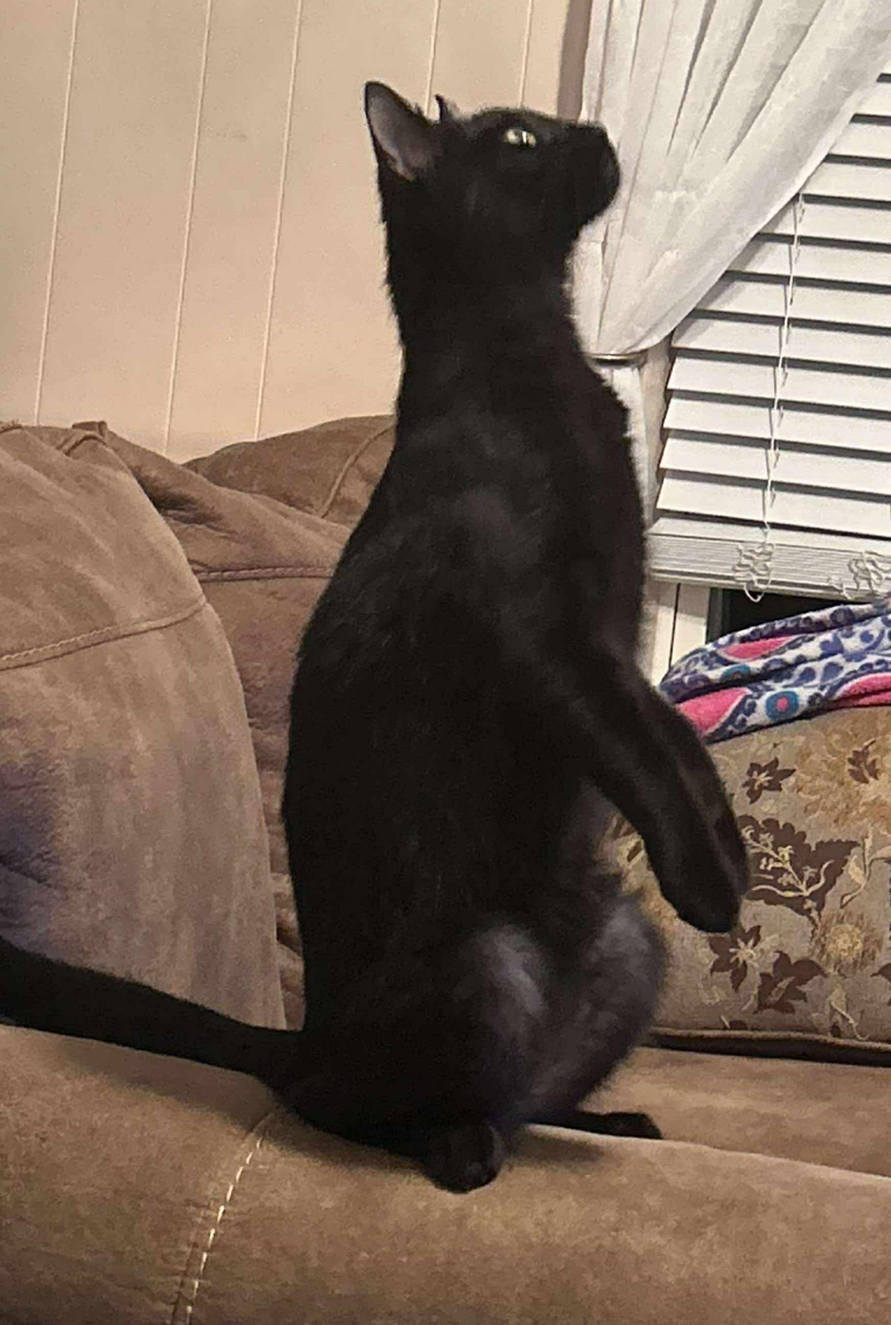 Enlarge Blink, a Adoptable Domestic Short Hair in Longview, TX image 3/6