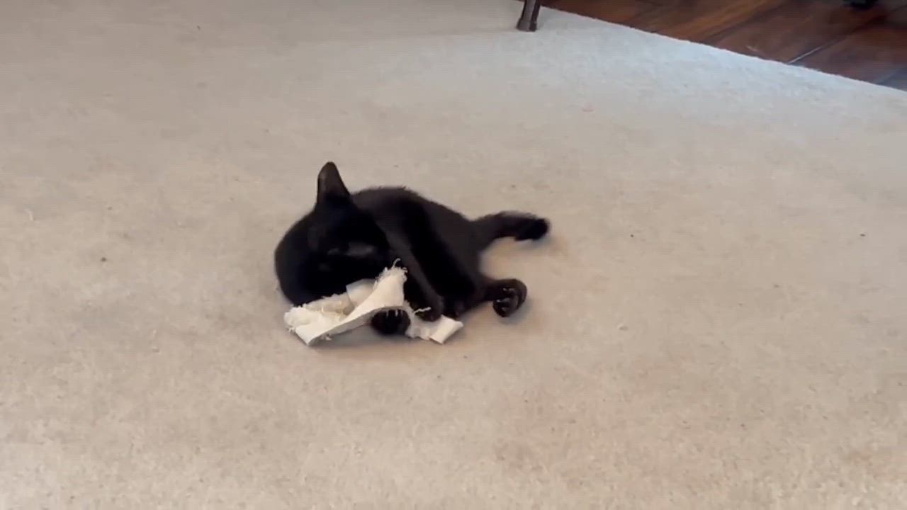 Enlarge Blink, a Adoptable Domestic Short Hair in Longview, TX video 6/6