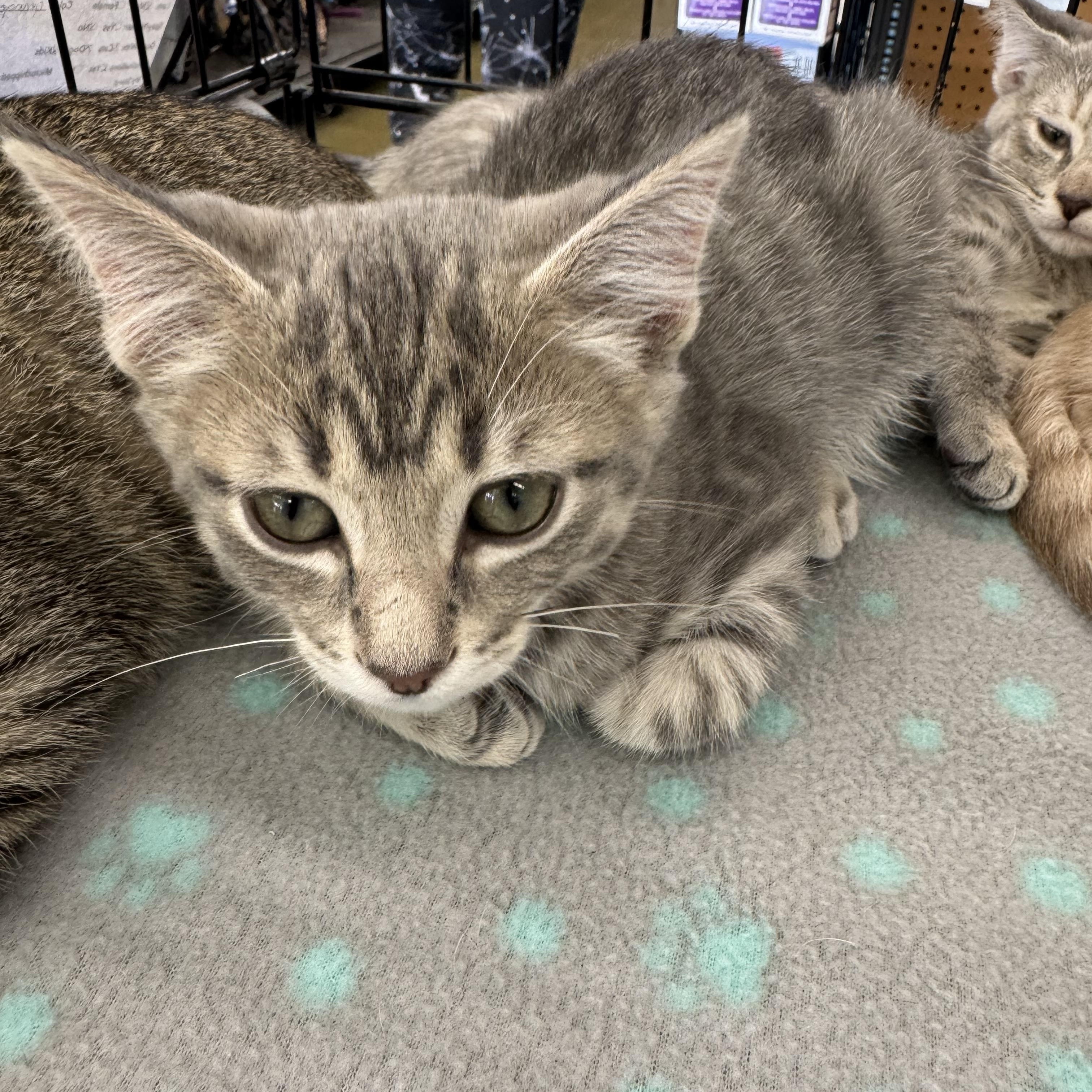 Ty, ADOPTABLE, Kitten Male Domestic Short Hair.