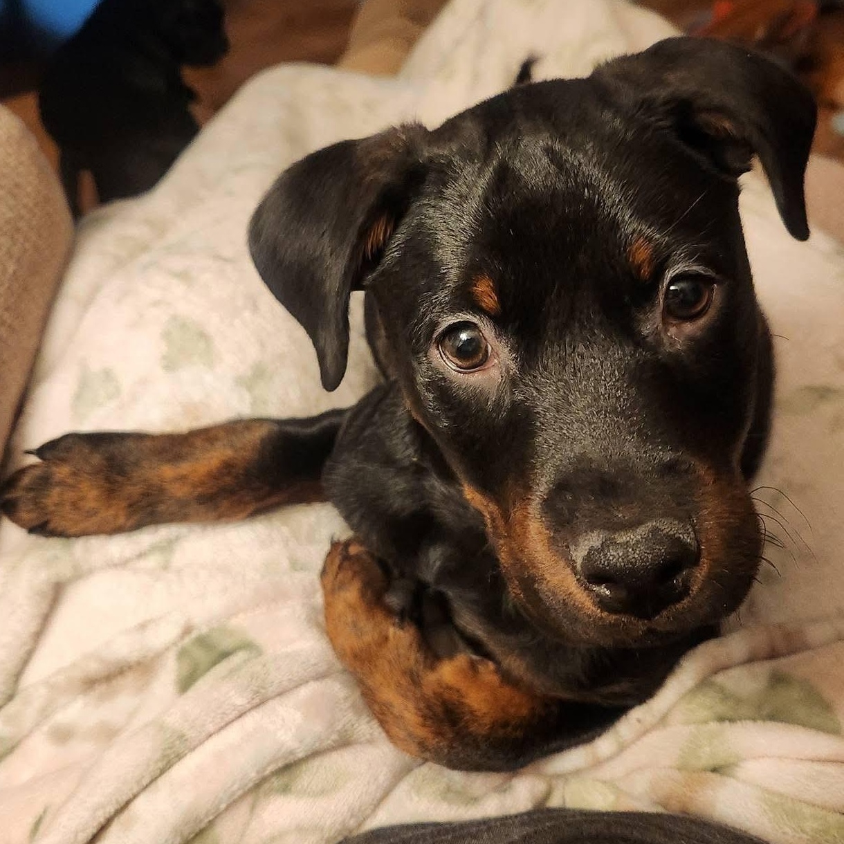 Bourbon, adopted, Puppy Male Labrador Retriever & Rottweiler.