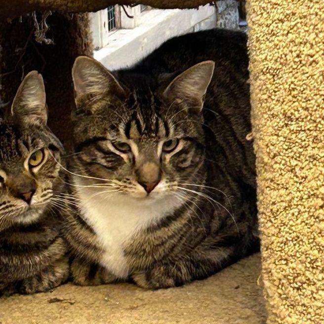 Matty, Adoptable, Adult Male Domestic Short Hair.