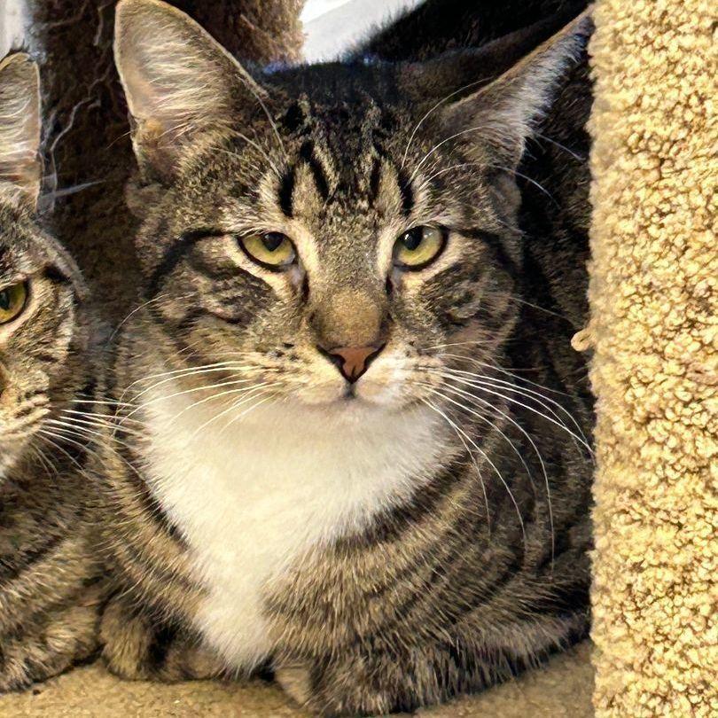 Enlarge Matty, a Adoptable Domestic Short Hair in Ontario, CA image 2/3