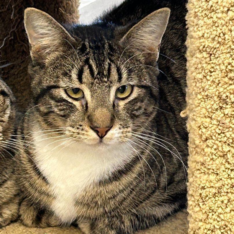 Enlarge Matty, a Adoptable Domestic Short Hair in Ontario, CA image 3/3