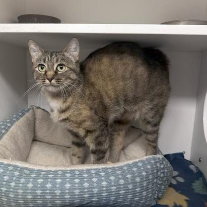 Nessa, Adoptable, Adult Female Domestic Short Hair.
