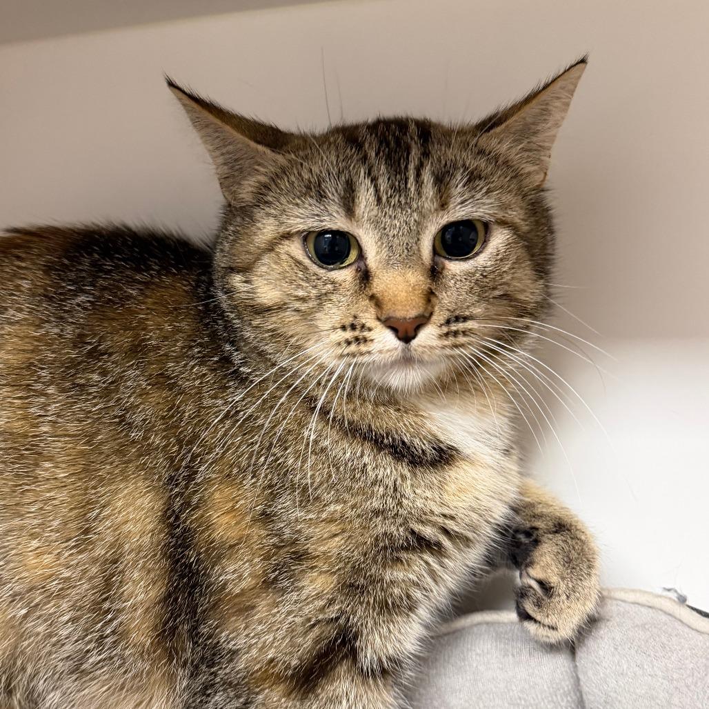 Enlarge Nessa, a Adoptable Domestic Short Hair in Stillwater, OK image 2/2