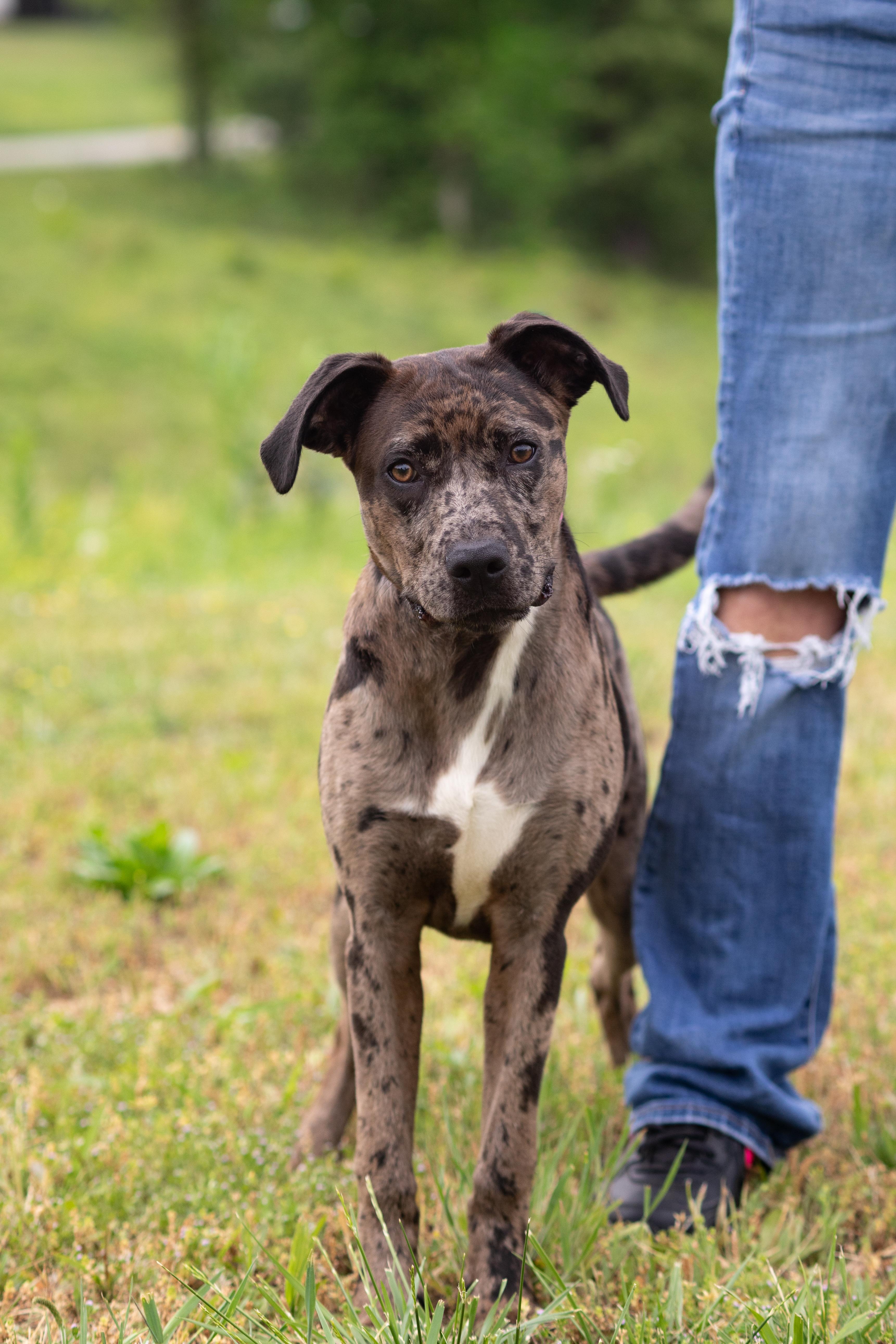 Callie, ADOPTABLE, Adult Female Catahoula Leopard Dog.