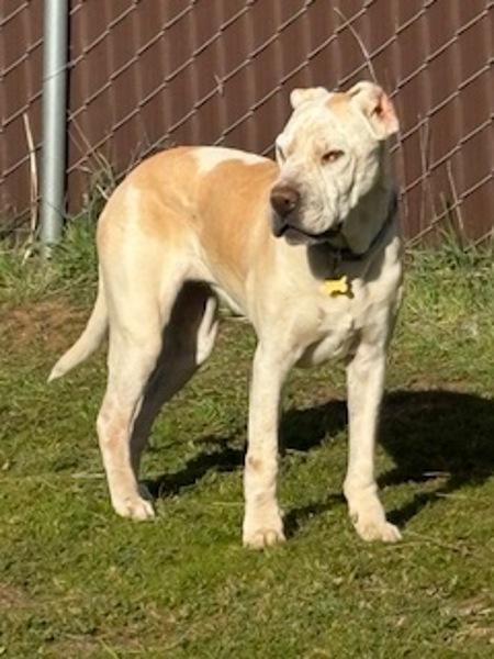 Enlarge Natasha, a Adoptable mixed breed in El Cajon, CA image 1/1