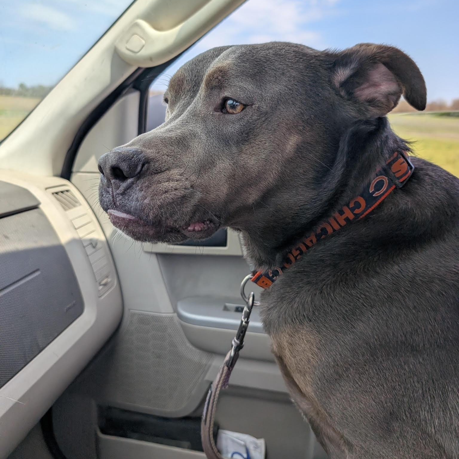 Buddy - In Foster, Adult Male Terrier