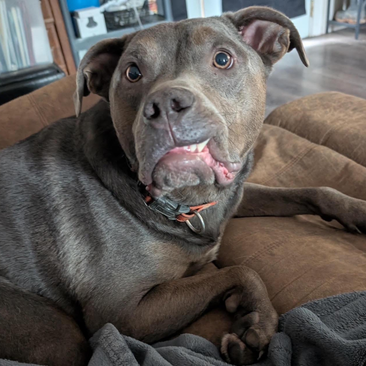 Buddy - In Foster photo 2