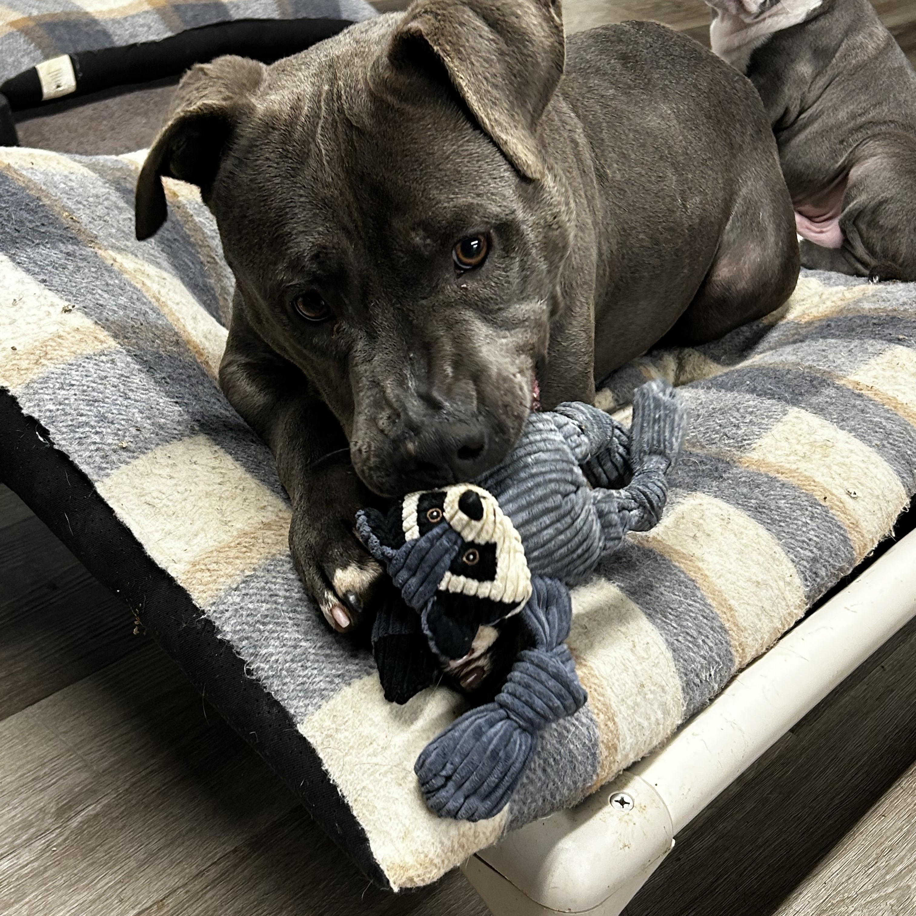 Enlarge Kevin, a Adoptable mixed breed in Brownstown, IN image 2/4