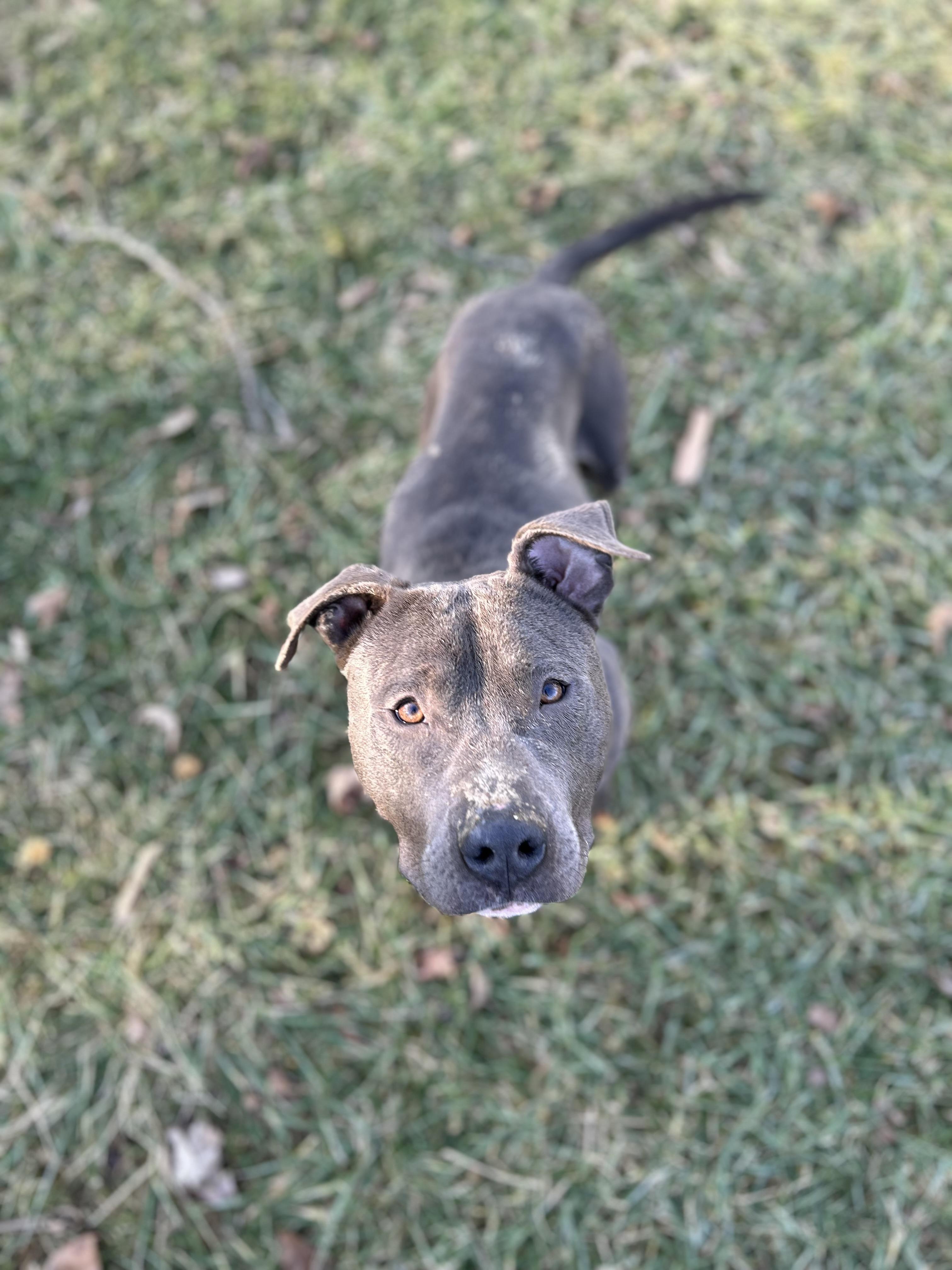 Enlarge Kevin, a Adoptable mixed breed in Brownstown, IN image 1/4