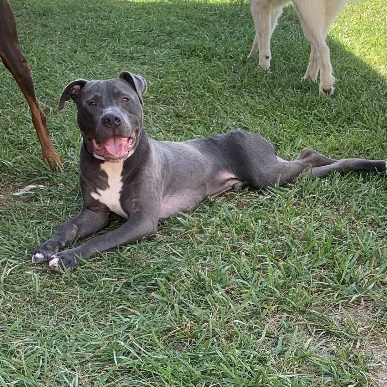 Enlarge Kevin, a Adoptable mixed breed in Brownstown, IN image 2/4