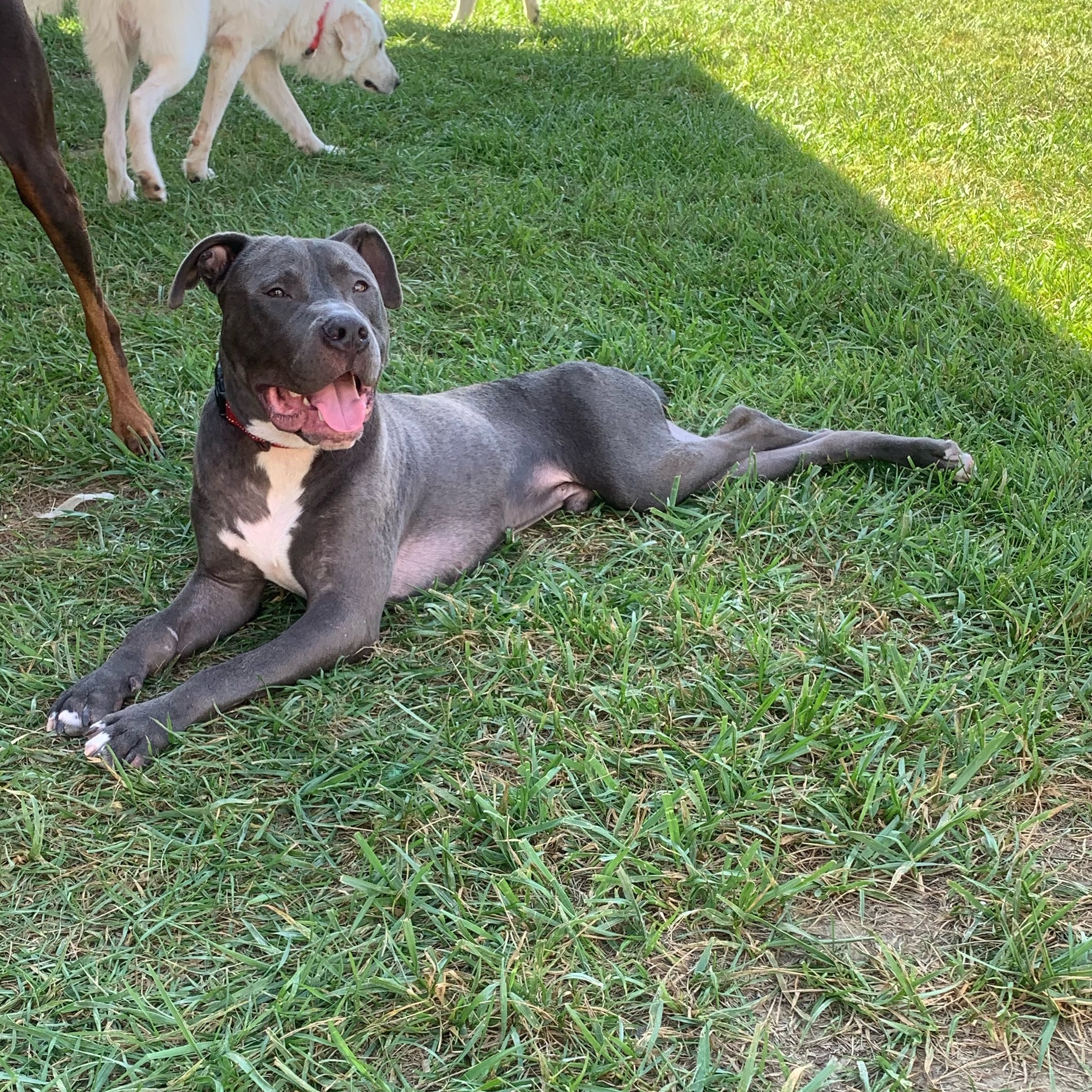 Enlarge Kevin, a Adoptable mixed breed in Brownstown, IN image 3/4