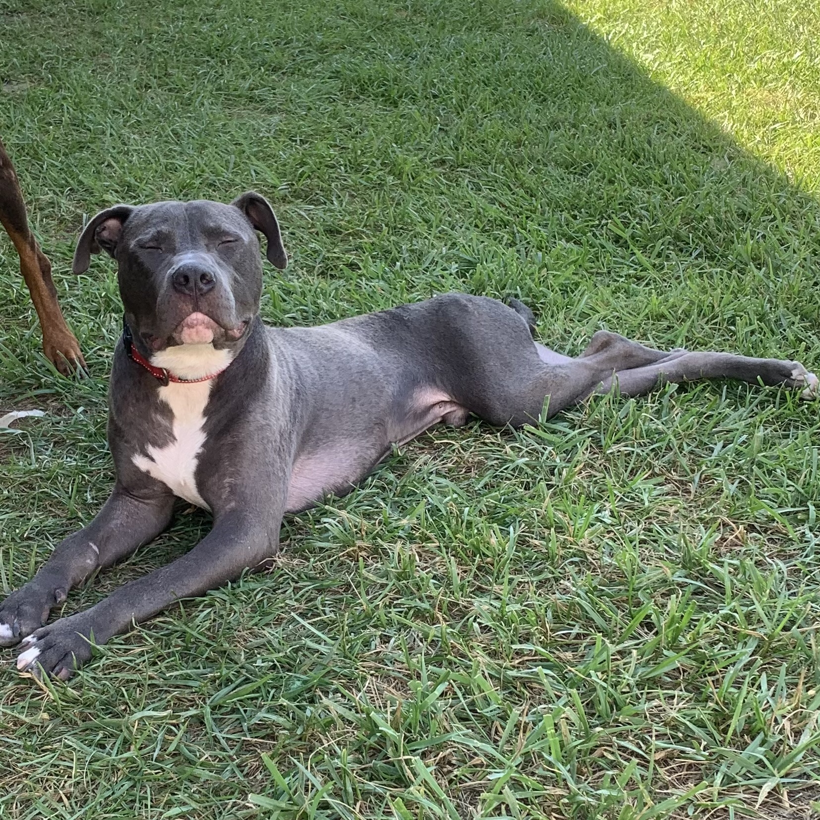 Enlarge Kevin, a Adoptable mixed breed in Brownstown, IN image 4/4