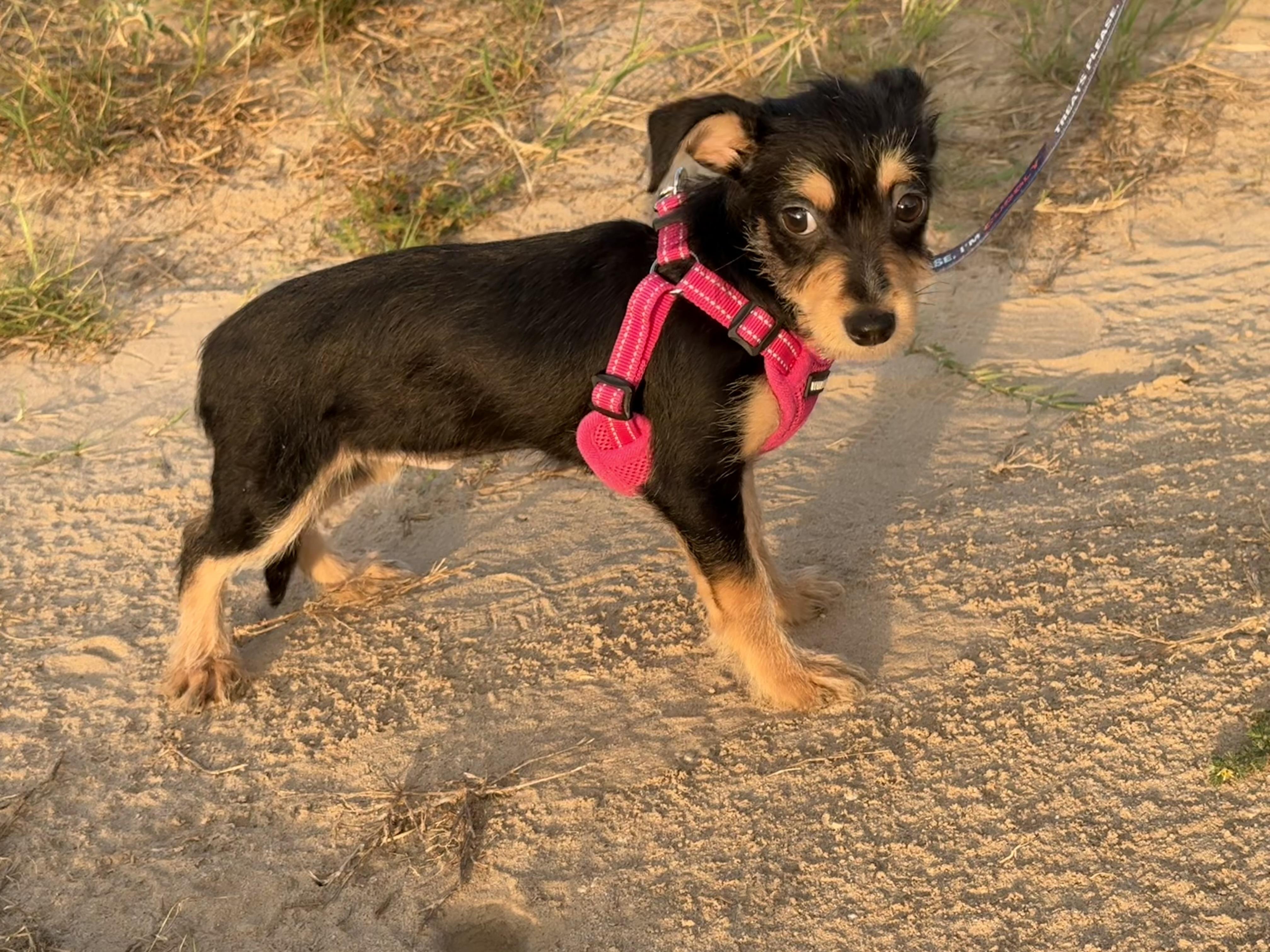 Enlarge Poppi, a Adopted mixed breed in Albany, NY image 3/3